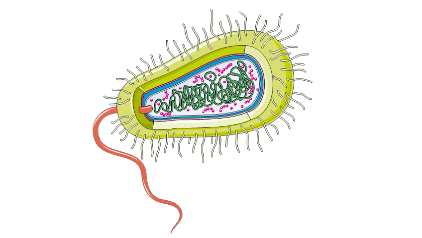 Streptococ - de câte tipuri este, ce boli provoacă și cum se diagnostichează la adulți și copii?