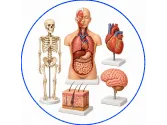 Modele anatomie