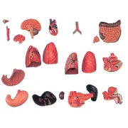 Trunchi Anatomic la Dimensiune Naturală cu Spate Deschis - 28 Piese pentru Studii Detaliate