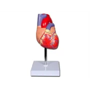 Model Anatomic Inimă cu Perete Detașabil