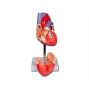 Model Anatomic Inimă cu Perete Detașabil