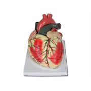 Model Anatomic Inimă cu Valve Cardio și Ventricule - Amplificare 3X