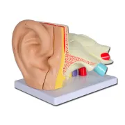 Model anatomic ureche  - 5 părți - mărire 3X