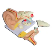 Model anatomic ureche  - 5 părți - mărire 3X