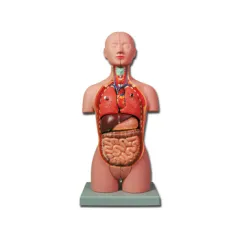 Manechin Anatomic la Jumătate de Dimensiune - 16 Piese pentru Predarea Anatomiei
