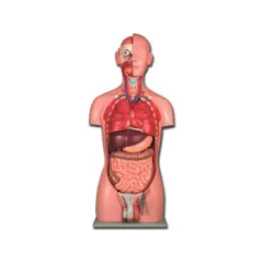 Trunchi Anatomic la Dimensiune Naturală - 25 Piese Realiste pentru Studii Detaliate