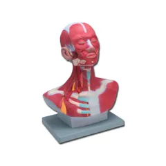 Model Mușchi Cap, Gât și Regiune Toracică Superioară - Anatomie Detaliată