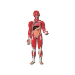 Model Anatomic Muscular și Organe - Dimensiune 1/2, Detalii Realiste