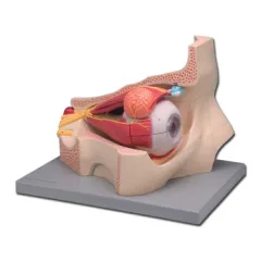Model ochi cu nervi optici și mușchi în poziție naturală în orbită osoasă