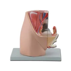 Model anatomic la dimensiune naturală - Pelvis feminin și sistem urogenital