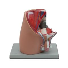 Model anatomic la dimensiune naturală - Pelvis masculin și sistem urogenital