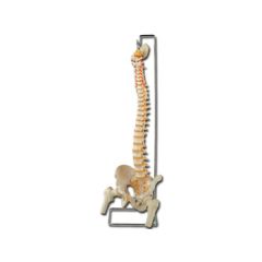 Coloană vertebrală flexibilă la dimensiune reală - Model anatomic detaliat