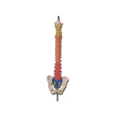 Coloană vertebrală anatomică flexibilă la dimensiune reală - modele detaliate