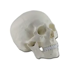 Craniu Uman la Dimensiune Naturală - Reproducere Detaliată