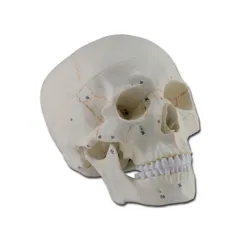 Craniu Uman Numerotat - Dimensiune Naturală, Reproducere Detaliată