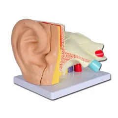 Model anatomic ureche  - 5 părți - mărire 3X