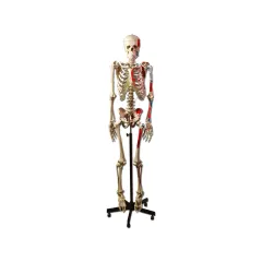HUMAN MUSCULAR SKELETON – Schelet uman muscular cu origine și inserție musculară, 170 cm