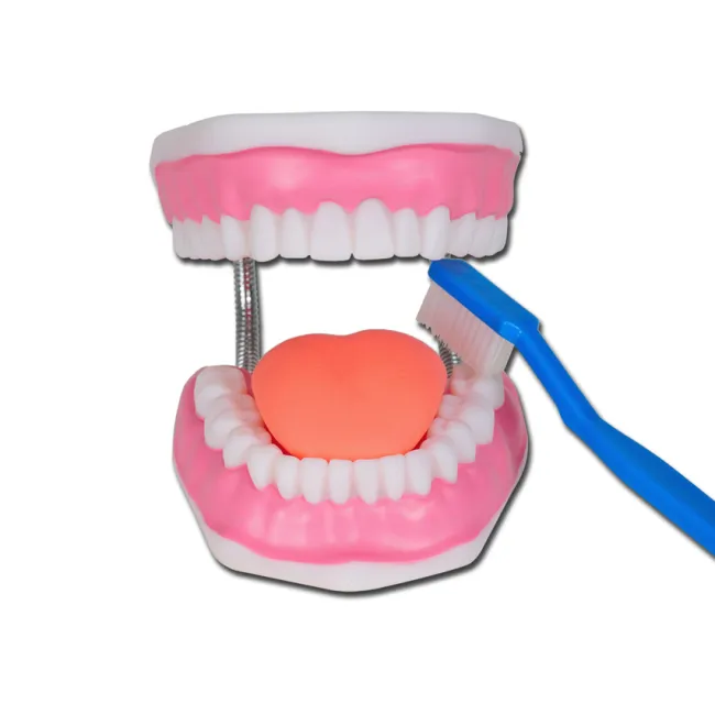 Model pentru igiena orală