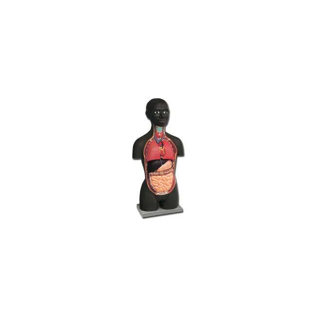 Trunchi Anatomic la Jumătate de Dimensiune - 16 Piese pentru Predarea Anatomiei