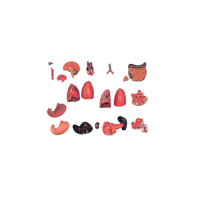 Trunchi Anatomic la Dimensiune Naturală cu Spate Deschis - 28 Piese pentru Studii Detaliate