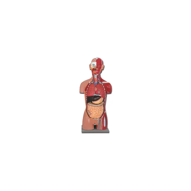 Trunchi Anatomic la Dimensiune Naturală cu Spate Deschis - 28 Piese pentru Studii Detaliate