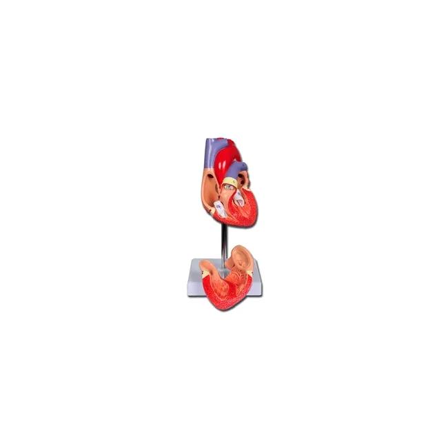 Model Anatomic Inimă cu Perete Detașabil
