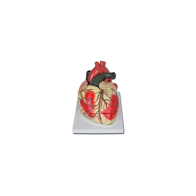 Model Anatomic Inimă cu Valve Cardio și Ventricule - Amplificare 3X