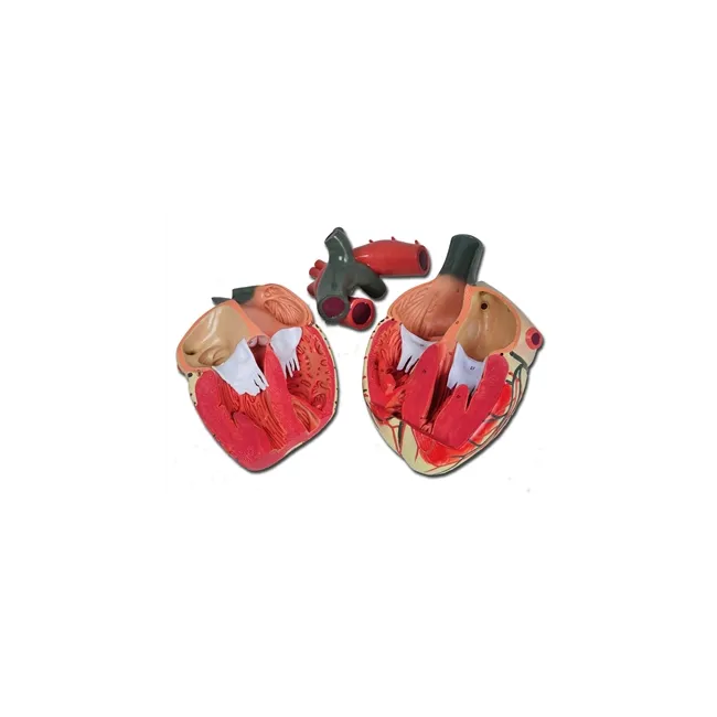 Model Anatomic Inimă cu Valve Cardio și Ventricule - Amplificare 3X