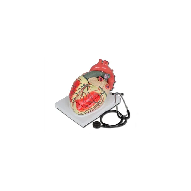 Model Anatomic Inimă cu Valve Cardio și Ventricule - Amplificare 3X