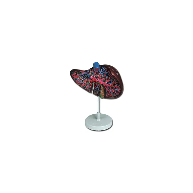 Model anatomic ficat și vezică biliară mărit 1.5X - Rețea vasculară și canale biliare