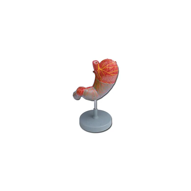 Model anatomic stomac cu disecție detaliată