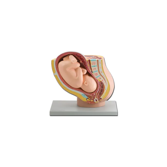 Model anatomic pelvis feminin cu făt în săptămâna 40 de sarcină