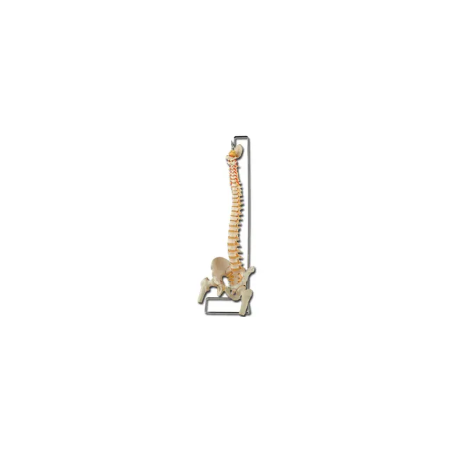 Coloană vertebrală flexibilă la dimensiune reală - Model anatomic detaliat