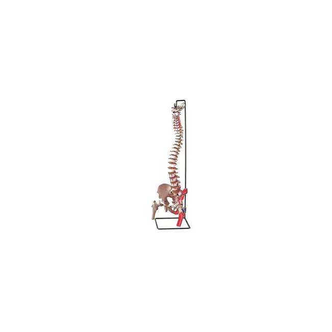 Coloană vertebrală anatomică flexibilă la dimensiune reală - Model detaliat