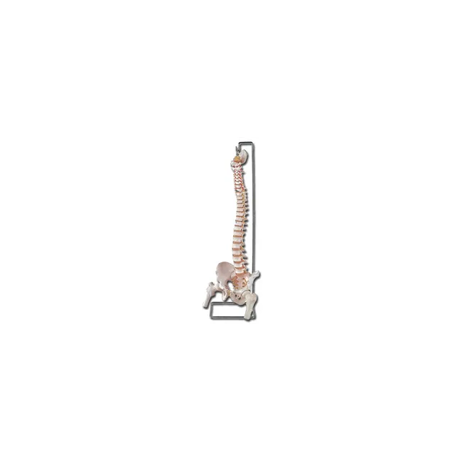 Model de coloană vertebrală anatomică flexibilă la dimensiune reală