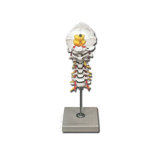 Model coloana cervicală cu vertebre și nervi cervicali