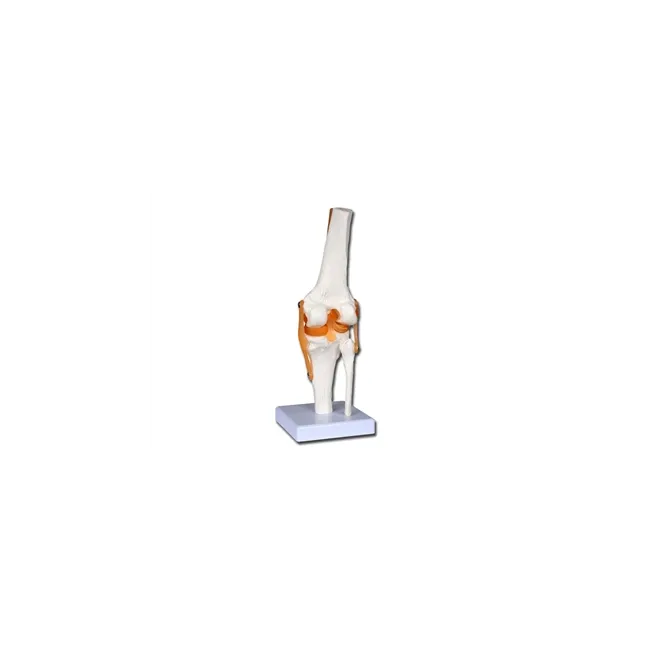 Model Funcțional Articulație Genunchi cu Ligamente Laterale și Menisc