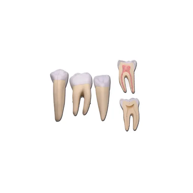Model dentar de 10 ori mai mare, compus din 5 părți – Incisiv, Canin și Molar