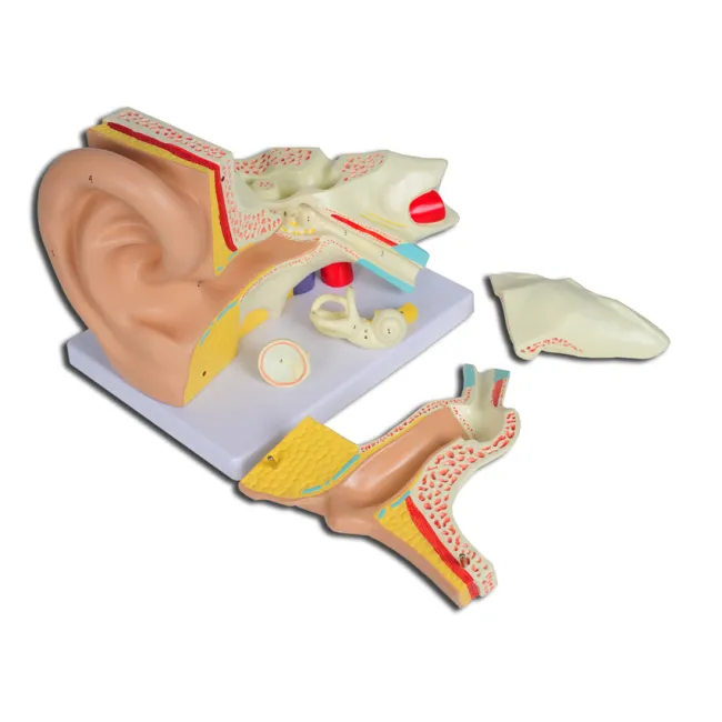 Model anatomic ureche  - 5 părți - mărire 3X